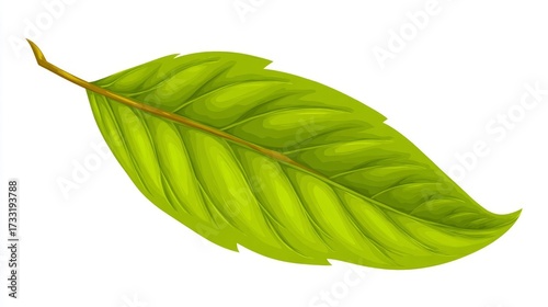 Wallpaper Mural A vibrant green leaf with detailed veins and a stem, depicted in a realistic illustration style on a white background. Torontodigital.ca