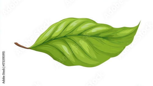 Wallpaper Mural Illustration of a vibrant green leaf with detailed veins. Torontodigital.ca