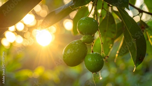 Fototapeta Naklejka Na Ścianę i Meble -  Close-up shot of shiny, green fruits hanging on a leafy branch, illuminated by bright, golden sunlight filtering through the leaves
