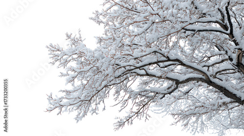 Close up of a snow covered tree branch isolated on transparent background