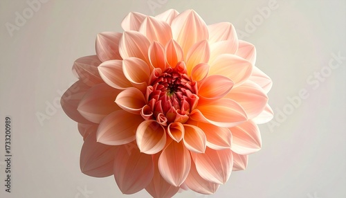 Delicate salmon pink dahlia in full bloom