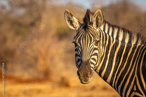 Photography Portrait of a  Plains Zebra (Equus quagga chapmani), Chobe National Park, Botswa