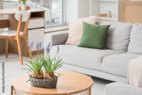 Potted muscari flowers on w...