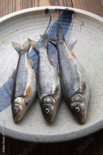 天然の川魚イメージ３