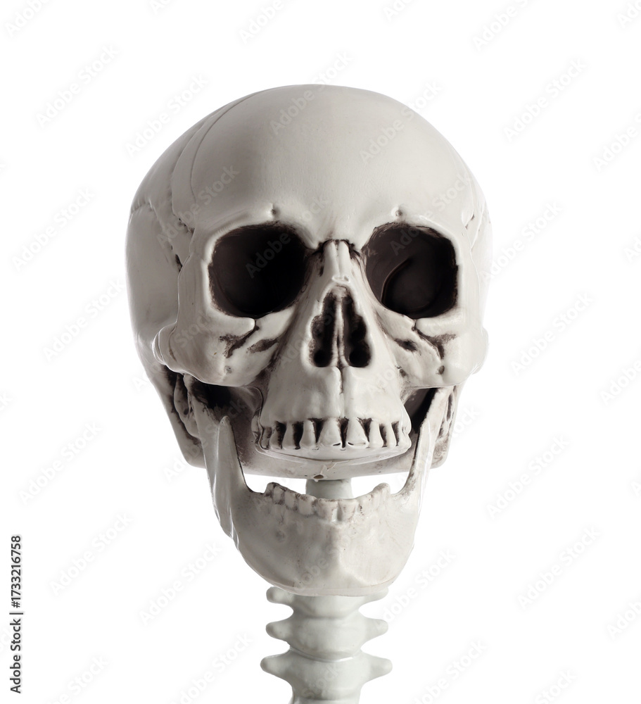Obraz premium Skull of scary human skeleton isolated on white background