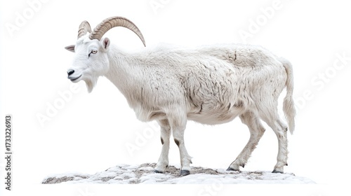 White goat with curved horns isolated on white background stock photo