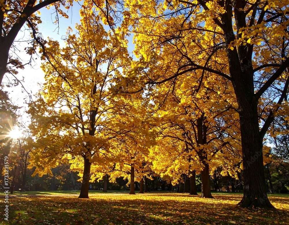 Fototapeta premium Sunny autumn park scene