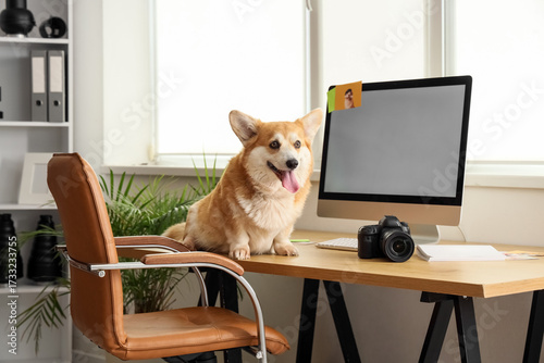 Cute Corgi dog on photograp...