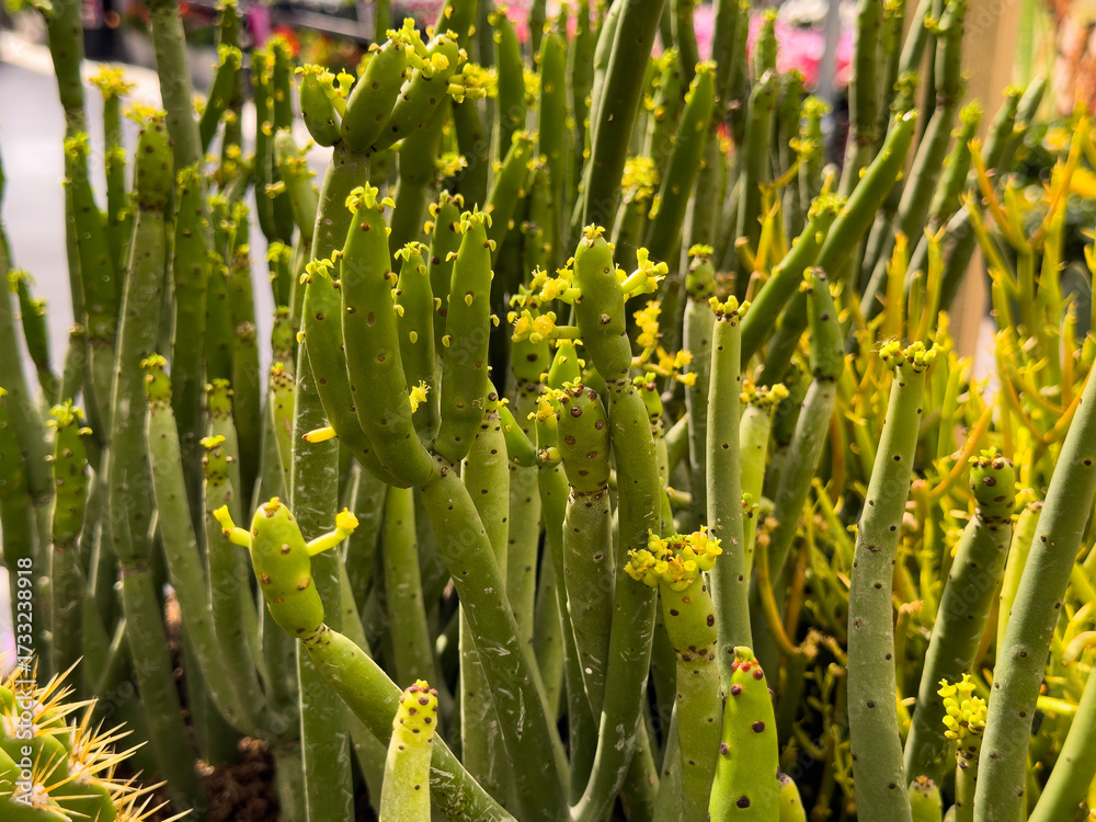 Fototapeta premium A view of the cat tails euphorbia plant.