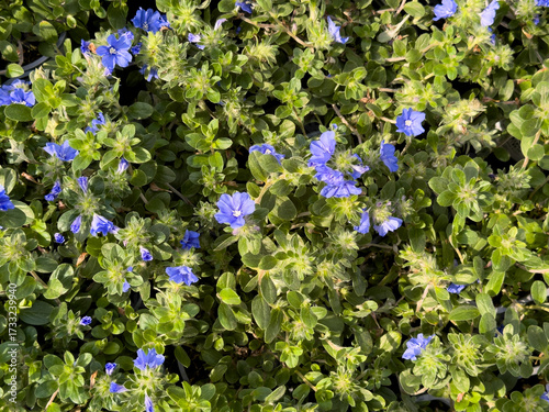A top down view of several flowers from the blue daze evolvulus plant.