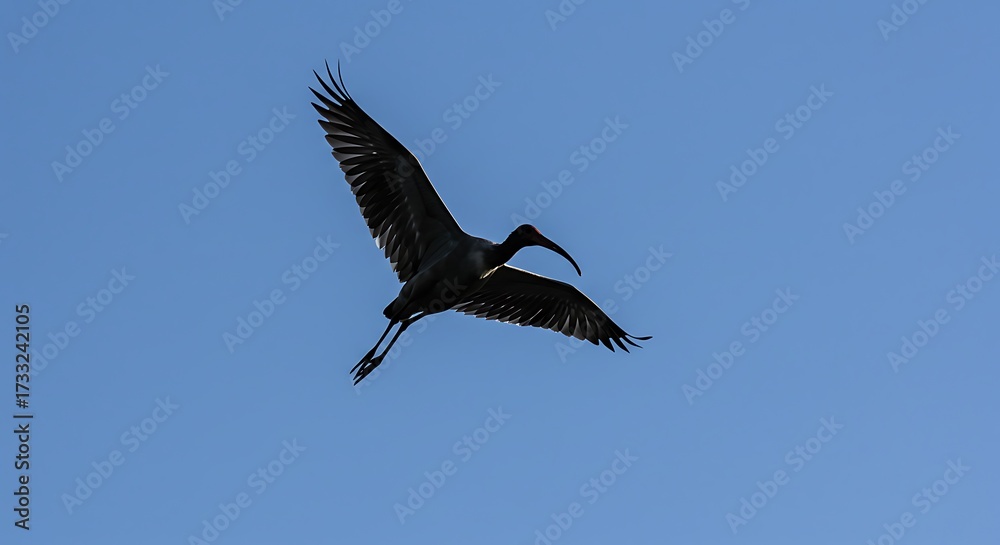 Obraz premium Elegant black ibis soars gracefully against a clear blue sky capturing freedom and nature's beauty