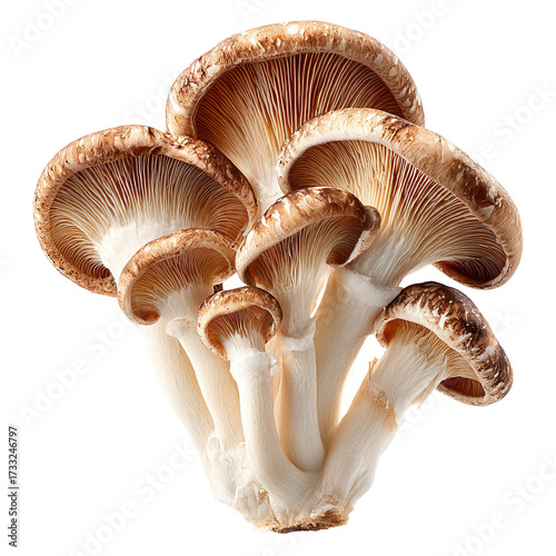 Cluster of brown and beige mushrooms