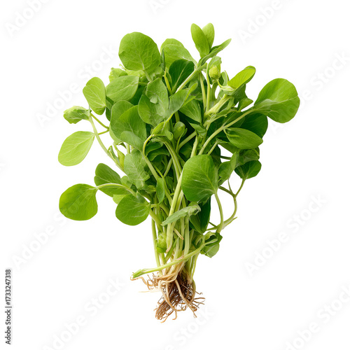 Fresh, vibrant green leafy plant