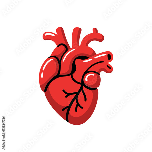 anatomical human heart, medical illustration, detailed arteries and ventricles, healthcare poster element, biology education vector graphic