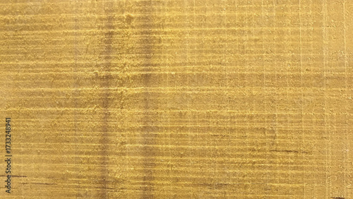 Slice of pine wood texture, full frame