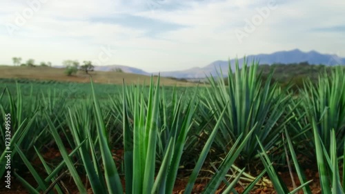 A vast agave plantation stretches towards a distant mountain range under a bright sky, as the camera glides forward, creating an immersive journey from a wide landscape to an intimate close-up of the 