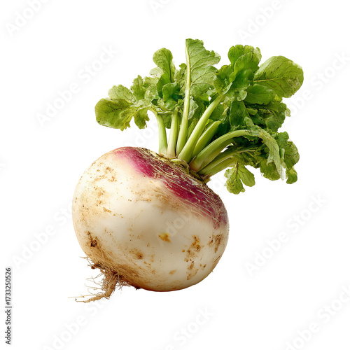 Single turnip with green leaves (4)