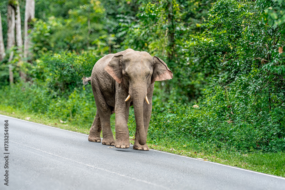 Obraz premium Its body is gray, its snout is called the trunk. The trunk of the Asian elephant has only one beak. Nakhon Ratchasima, Thailand.