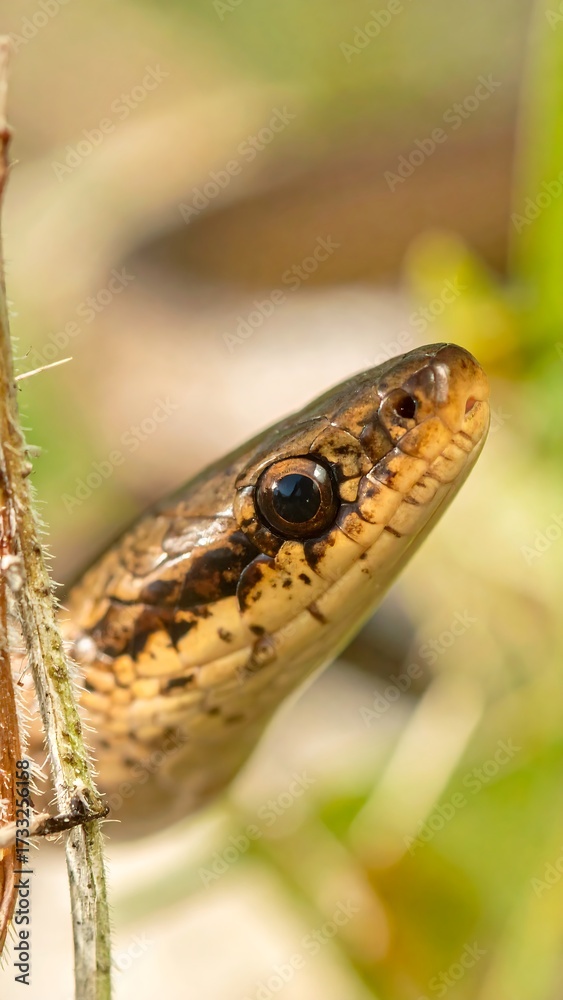 Fototapeta premium Close-up of a snake's head and neck, partially obscured by vegetation