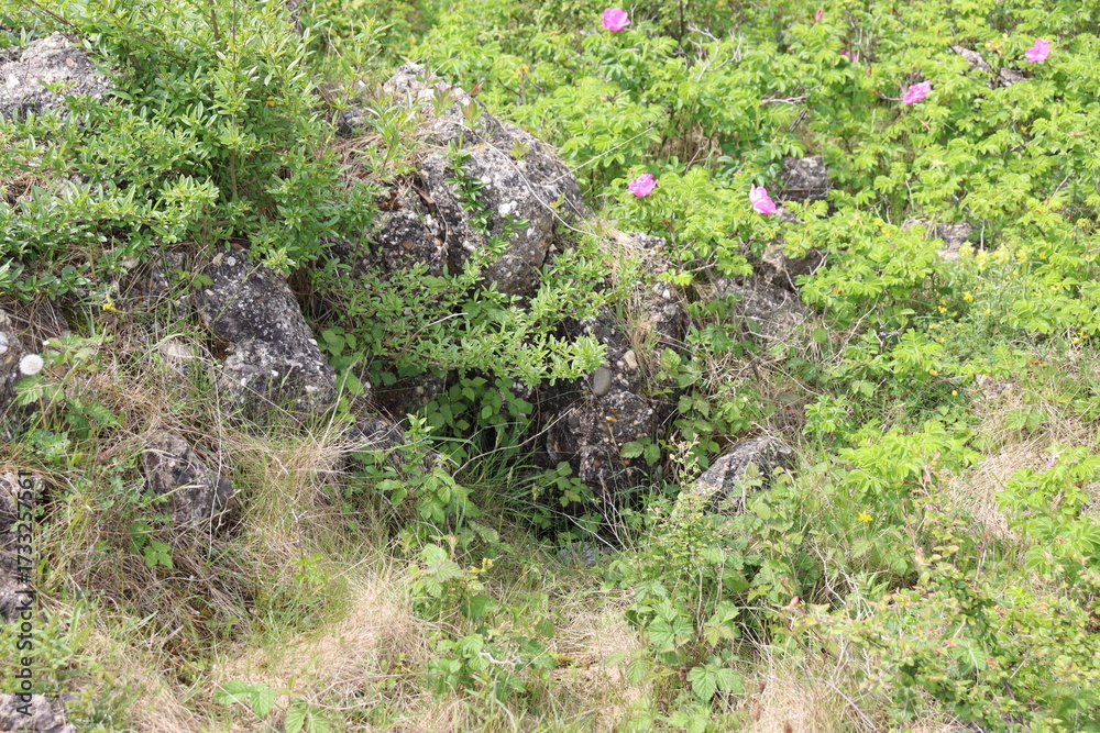 Obraz premium moss on the stone