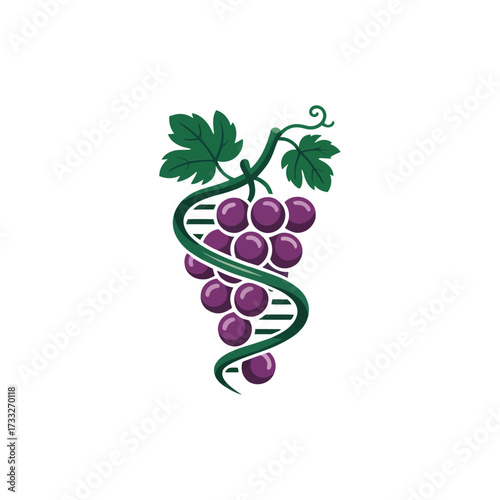 Vine wrapped DNA strand, purple grape cluster entwined, natural science harmony, winery research emblem, botanical biotechnology vector illustration