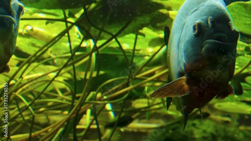 Close up piranha fish swimming beside water plants underwater in a river