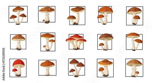 Assortment of Mushroom Varieties Displayed in a Grid Pattern.