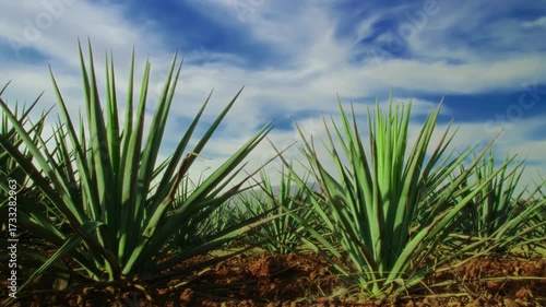 Sharp, vibrant green leaves of young agave plants reach towards the dramatic blue sky, as the camera pans slowly across the field from a low angle, showcasing the rich textures and colors of the Mexic