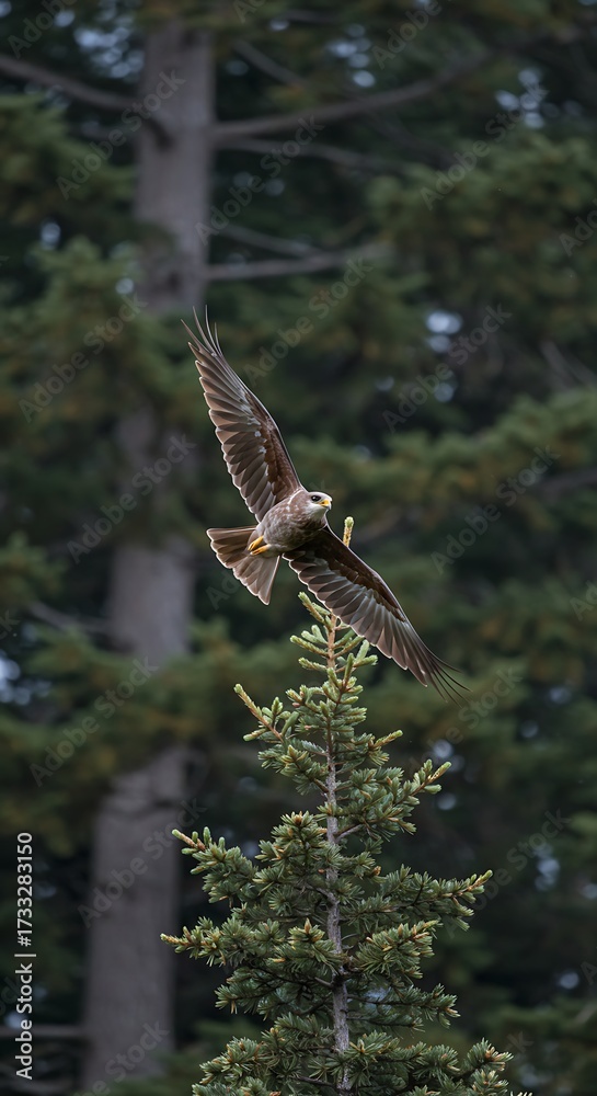 Fototapeta premium Majestic Black-Shouldered Kite soaring over Evergreen tree branches