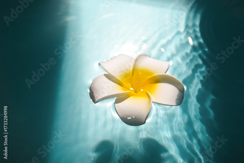 White and yellow plumeria f...