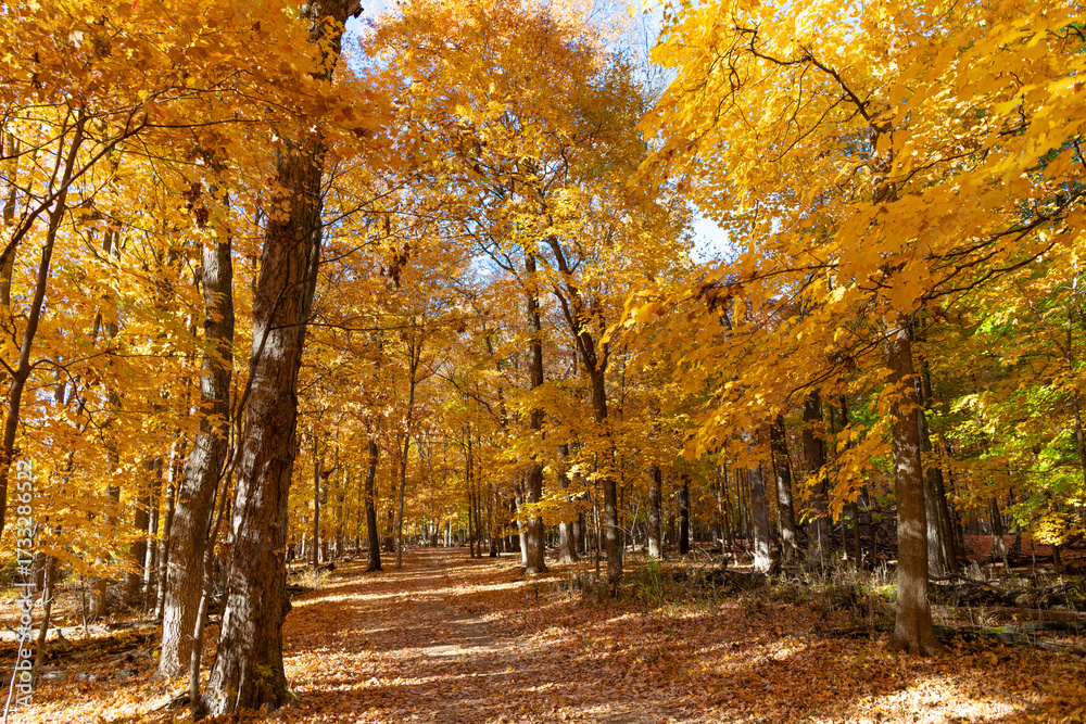 Naklejka premium Autumnal season in park. Seasonal leaves and tree. Natural autumn. Autumn beauty of nature. Fall season. Nature in forest. Fall leaves in park. Autumn forest. Nature in fall season. Golden season