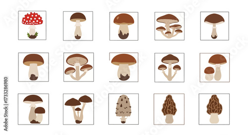 A diverse collection of realistic mushroom illustrations set.