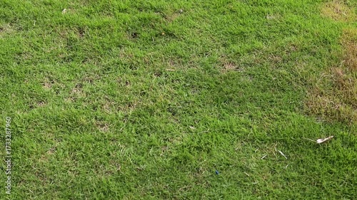 Green Grass Lawn with Irregular Brown Patches