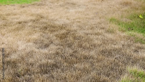 Dry and Dead Grass Patch in Home Green Lawn