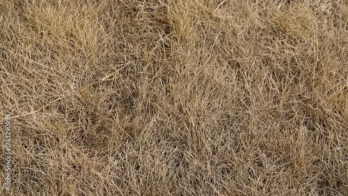 Dried Brown Grass Top Down View