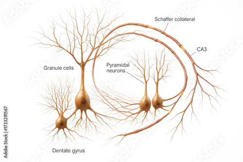 Anatomical illustration of hippocampal neurons and their connections, including granule cells, pyramidal neurons, the dentate gyrus, and Schaffer collaterals.
