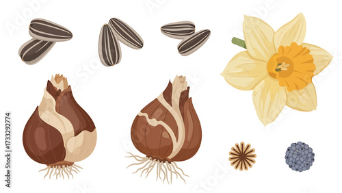 A collection of plant seeds, bulbs, and a daffodil flower, representing different stages of plant growth and reproduction.