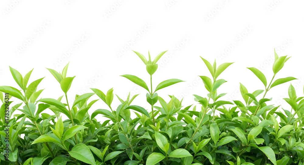 Obraz premium Fresh green tea leaves cluster with vibrant growth, natural agricultural plant isolated on transparent background
