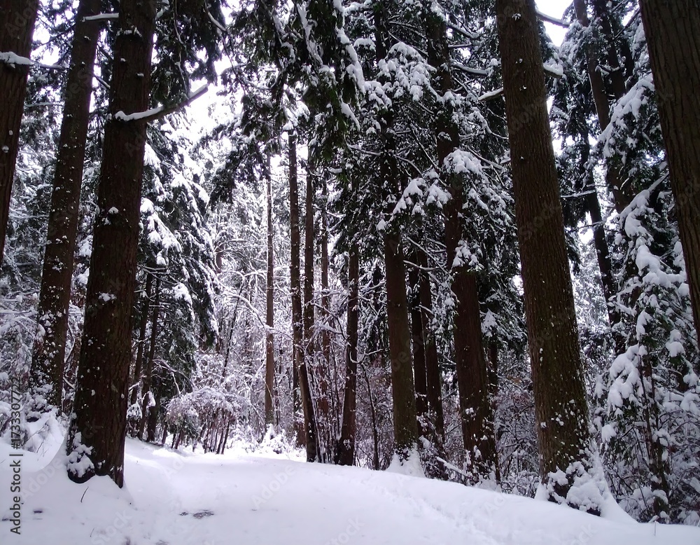 Fototapeta premium Snow-covered forest path