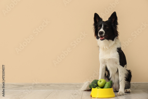 Border Collie dog with heal...