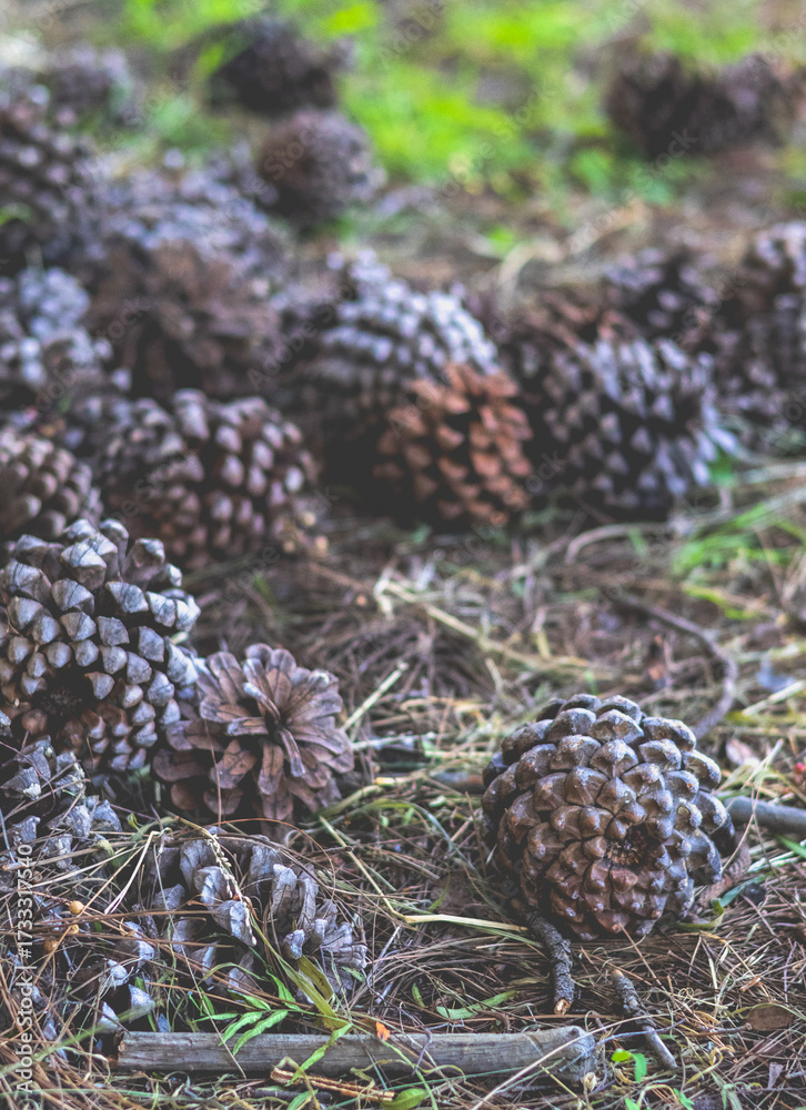 Obraz premium Pine Cones in the Forest
