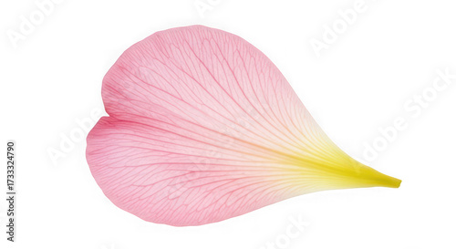 Delicate pink flower petal isolated on white for botanical design elements