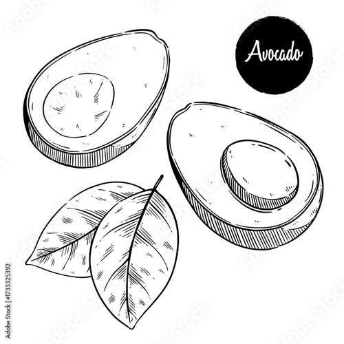hand drawn avocado with leaves on a clean white background. Perfect for botanical artwork, tropical fruit design, organic food product, healthy lifestyle