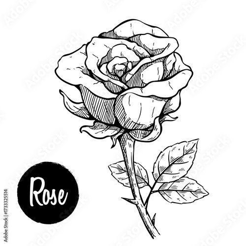 hand drawn rose flower with leaves on a clean white background. Suitable for botanical art, floral design, natural decoration, wedding theme, romantic element, and vintage illustration concept.