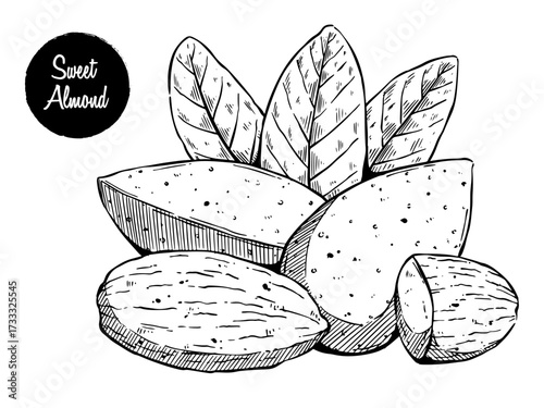 Hand Drawn Sweet Almond with Leaves on White Background