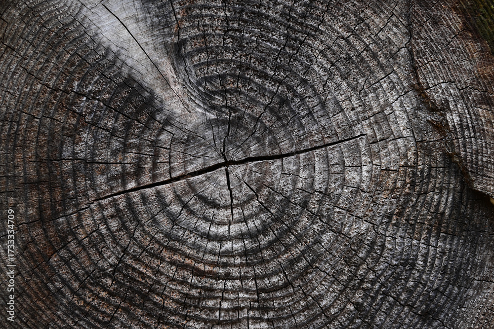 Fototapeta premium 木の年輪