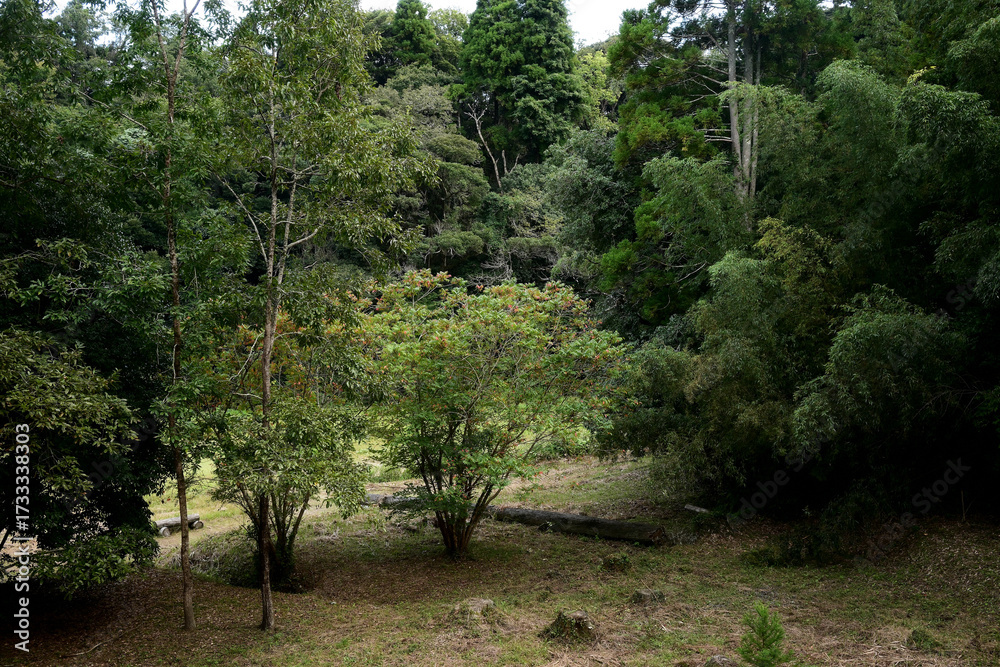 Fototapeta premium 里山