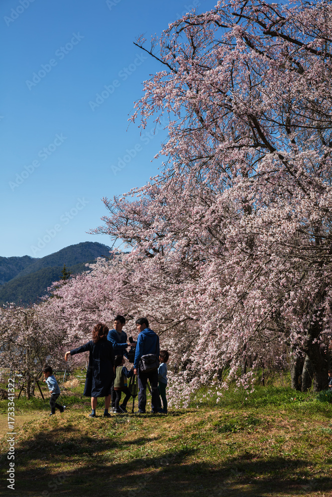 Obraz premium 桜取材のTVクルーと野次馬親子 / 山口県山口市阿東徳佐中