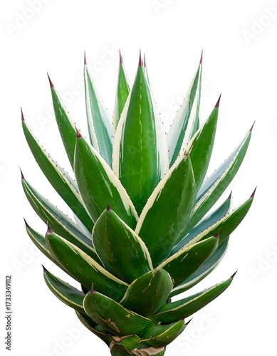 Succulent agave plant close-up