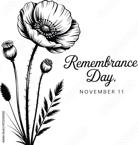 Remembrance Day November 11 Black And White Poppy Flower And Seed Pods vector illustration
